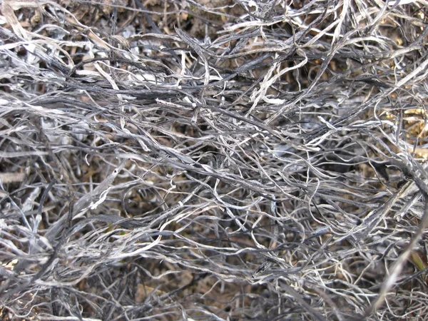 Fondo Las Cenizas Hierba Quemada Planta Ceniza Campo Después Que — Foto de Stock