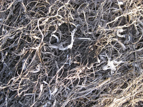 燃烧的草地灰烬的背景 失火后在田里撒灰 — 图库照片