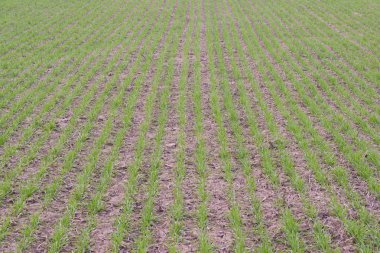 Bahar kış buğday alan. Buğday bir alanda yere vuruyor. Tahıl ekimi.