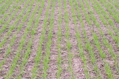 Bahar kış buğday alan. Buğday bir alanda yere vuruyor. Tahıl ekimi.