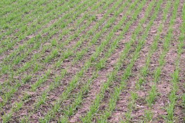 Bahar kış buğday alan. Buğday bir alanda yere vuruyor. Tahıl ekimi.