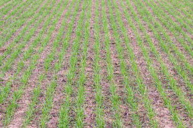 Bahar kış buğday alan. Buğday bir alanda yere vuruyor. Tahıl ekimi.