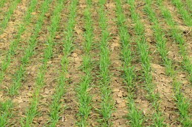 Bahar kış buğday alan. Buğday bir alanda yere vuruyor. Tahıl ekimi.