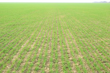 Bahar kış buğday alanı