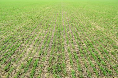 Bahar kış buğday alan. Buğday bir alanda yere vuruyor. Tahıl ekimi.