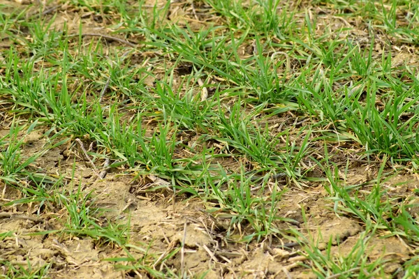冬春小麦田 地面上一片麦田里的竹笋 谷物的培养 — 图库照片