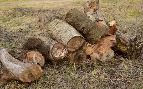 Ein Kleiner Haufen Brennholz Gestapelt Alter Hanf Der Von Pilzen — Stockfoto