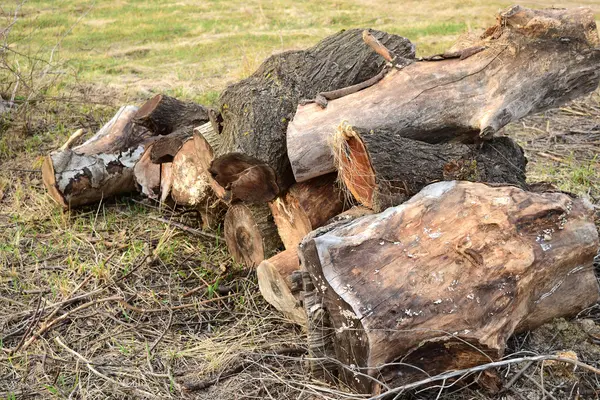 Ein Kleiner Haufen Brennholz Gestapelt Alter Hanf Der Von Pilzen — Stockfoto