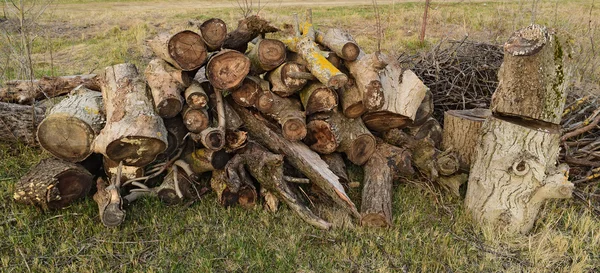 Ein Kleiner Haufen Brennholz Gestapelt Alter Hanf Der Von Pilzen — Stockfoto