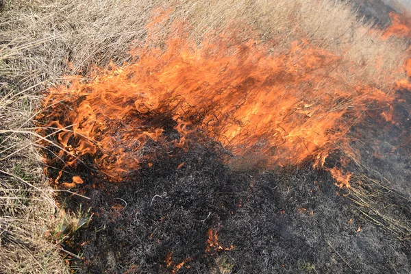 Brandend Droog Gras Riet Reiniging Van Velden Sloten Van Struiken — Stockfoto