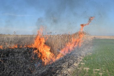 Kuru otları ve sazlıkları yakıyor. Kuru otların çayırlarını ve hendeklerini temizliyorum..