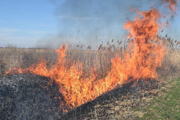 Burning dry grass and reeds. Cleaning the fields and ditches of the thickets of dry grass