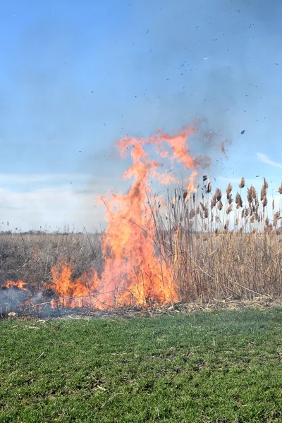 燃烧干草和芦苇 清理干草丛林中的田地和沟渠 — 图库照片