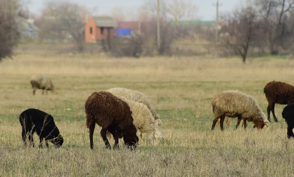 Owce Pastwisku Wypas Owiec Stada Polu Wiosną Pobliżu Wsi Owce — Zdjęcie stockowe