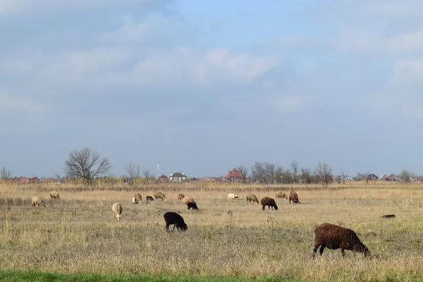 Ovce na pastvině — Stock fotografie