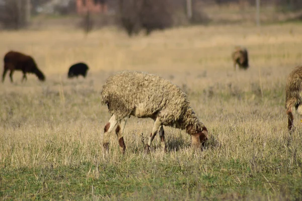 Schafe Auf Der Weide Weidende Schafherde Auf Dem Frühlingsfeld Der — Stockfoto