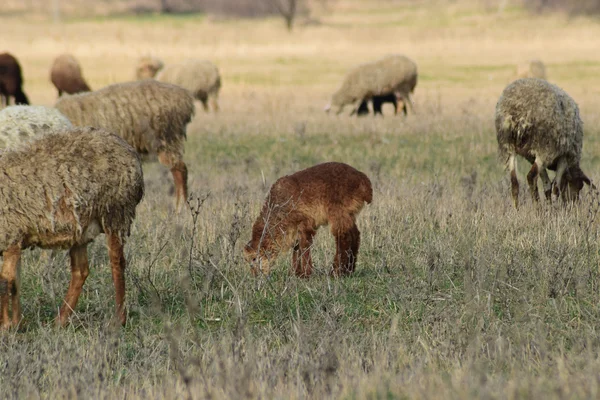 Schafe Auf Der Weide Weidende Schafherde Auf Dem Frühlingsfeld Der — Stockfoto