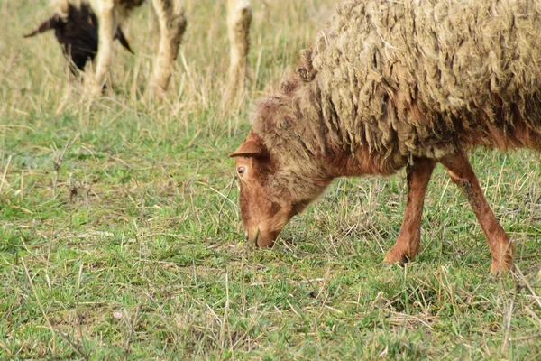 Schafe auf der Weide — Stockfoto