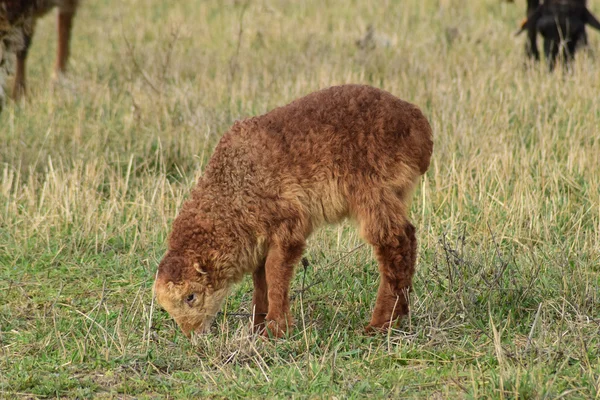 Ovelhas Pasto Grazing Rebanho Ovelhas Campo Primavera Perto Aldeia Ovinos — Fotografia de Stock