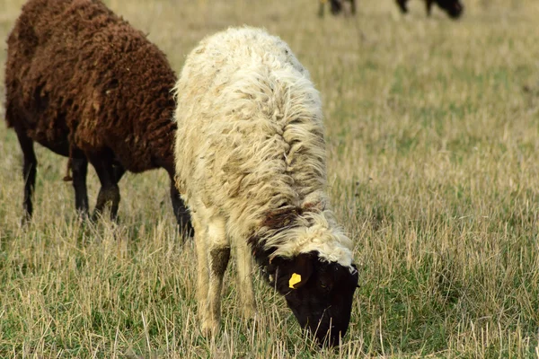 Schafe Auf Der Weide Weidende Schafherde Auf Dem Frühlingsfeld Der — Stockfoto