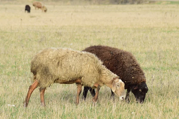 Moutons dans le pâturage — Photo