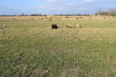 Koyun arazide. Köyü yakınlarında bahar alanda otlayan koyun sürüsü. Farklı cins koyun.