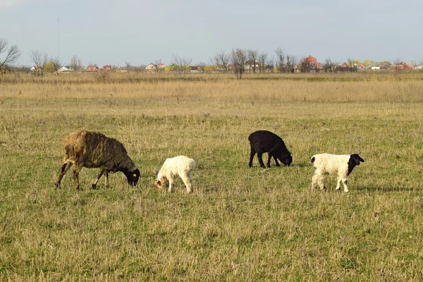 Ovce na pastvině — Stock fotografie