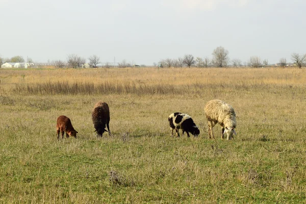 Sheep in the pasture. Grazing sheep herd in the spring field near the village. Sheep of different breeds.