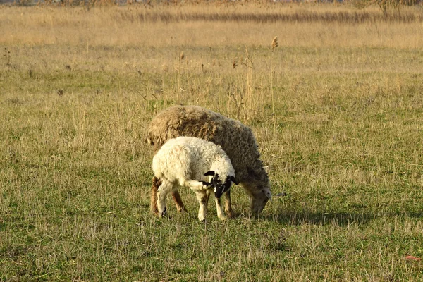 Ovejas en el pasto —  Fotos de Stock