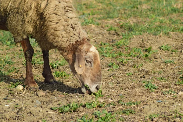 牧場には羊 村の近くの春の野に草を食む羊の群れ 異なる品種の羊 — ストック写真