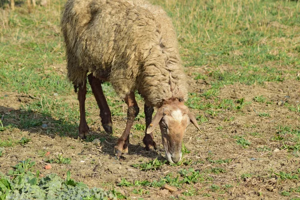 Sheep in the pasture. Grazing sheep herd in the spring field near the village. Sheep of different breeds.