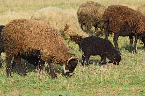 Schafe Auf Der Weide Weidende Schafherde Auf Dem Frühlingsfeld Der — Stockfoto