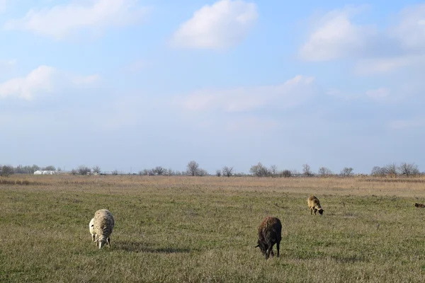 Owce Pastwisku Wypas Owiec Stada Polu Wiosną Pobliżu Wsi Owce — Zdjęcie stockowe