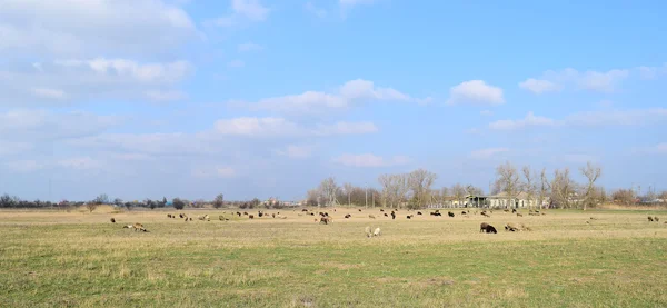 Schafe Auf Der Weide Weidende Schafherde Auf Dem Frühlingsfeld Der — Stockfoto