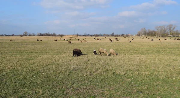 Owce Pastwisku Wypas Owiec Stada Polu Wiosną Pobliżu Wsi Owce — Zdjęcie stockowe