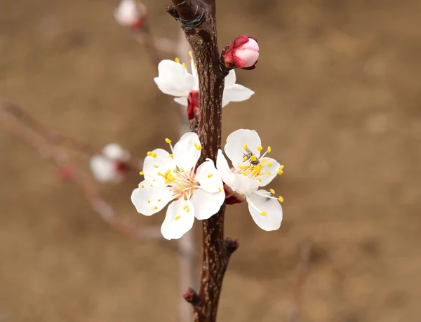 Blommande Vilda Aprikos Trädgården Våren Blommande Träd Pollinering Blommor Aprikos — Stockfoto