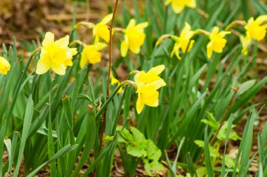 Çiçekler sarı nergis. Bahar çiçekli ampul flowerbed bitkilerde.