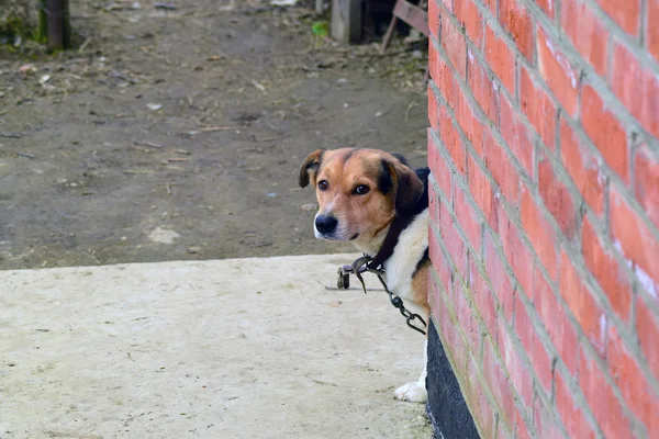 Bir Zincir Melez Köpeği Özel Bir Evde Köpek — Stok fotoğraf