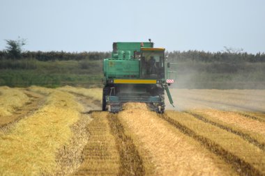 Pirinç Harman eğimli koleksiyonu. Tarım makineleri Hasat alanında. Kombain Toplayıcı.