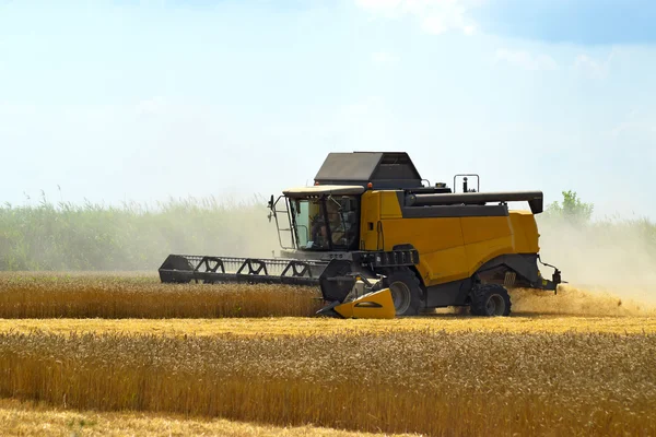 Комбайн собирает урожай пшеницы. Сельскохозяйственная техника в поле . — стоковое фото