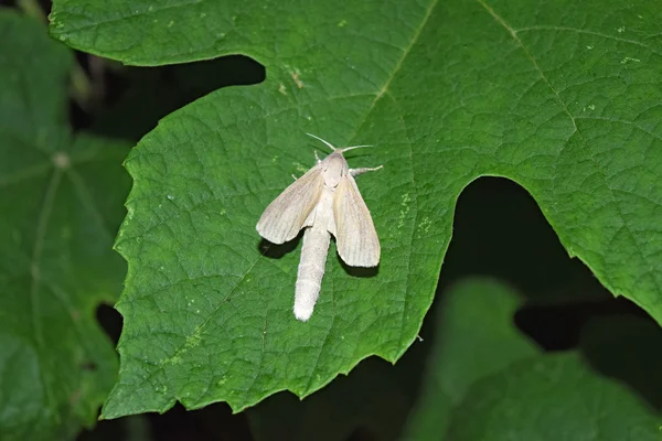 Motyl Nocny Biały Motyl Noc Liściu Winogron Kobiet Biały Motyl — Zdjęcie stockowe