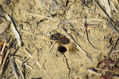 Andrena Arı yuvasına girişinde. Tek Hymenoptera.