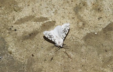 Male American white butterfly. Butterfly on a concrete floor. clipart