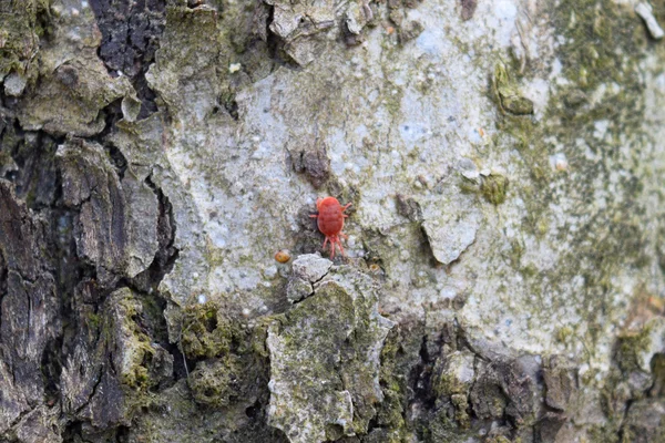 Trombidiidés Sur Écorce Arbre Trombidiidés Printanières Recherche Nourriture — Photo