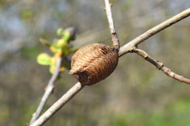 Ootheca hierodula transcaucasica dal