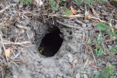 Yuvası vespula vulgaris oturum. Eşekarısı yuvası toprağa önde gelen solucan deliği. Jack yırtıcı Yaban arıları.