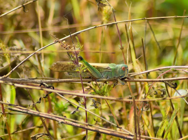 Saranče Stěhovavé Sedí Ambrózie Orthoptera Hmyz Škůdci Pole — Stock fotografie