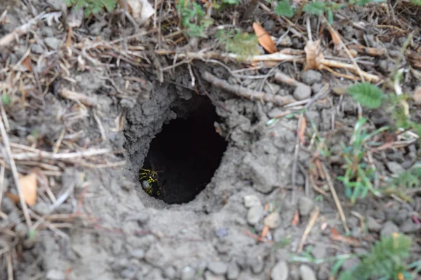 登录到插槽黄胡蜂寻常型 虫洞导致地面马蜂窝 杰克掠夺性黄蜂 — 图库照片