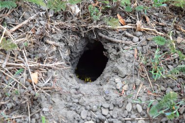 Yuvası vespula vulgaris oturum. Eşekarısı yuvası toprağa önde gelen solucan deliği. Jack yırtıcı Yaban arıları.