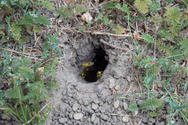 Yuvası vespula vulgaris oturum. Eşekarısı yuvası toprağa önde gelen solucan deliği. Jack yırtıcı Yaban arıları.